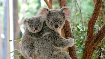 Koalas